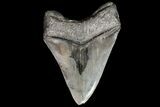 Serrated, Fossil Megalodon Tooth - Georgia #76462-2
